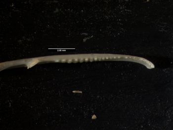 Media type: image;   Herpetology R-80541
